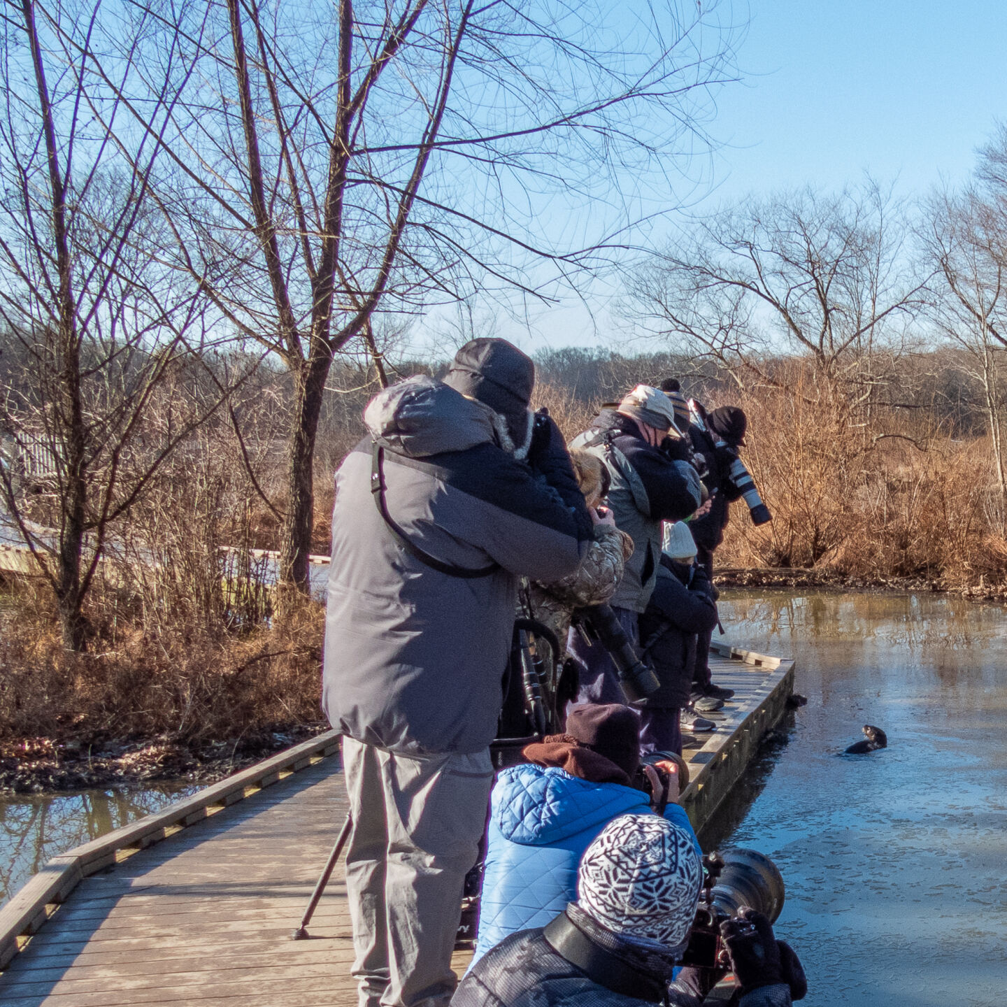 Photo_Lifestyles_Otters_otterazzi.jpg Huntley Meadows Park